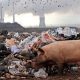 rifiuti in discarica
