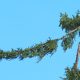 circolare lavoro albero con funi