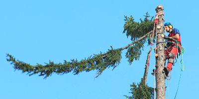 circolare lavoro albero con funi